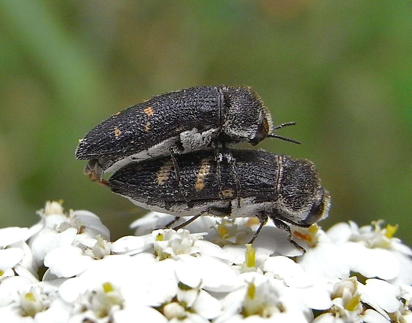 Image of Acmaeoderella flavofasciata (Piller & Mitterpacher 1783)