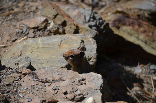 Callospermophilus saturatus (Rhoads 1895) resmi