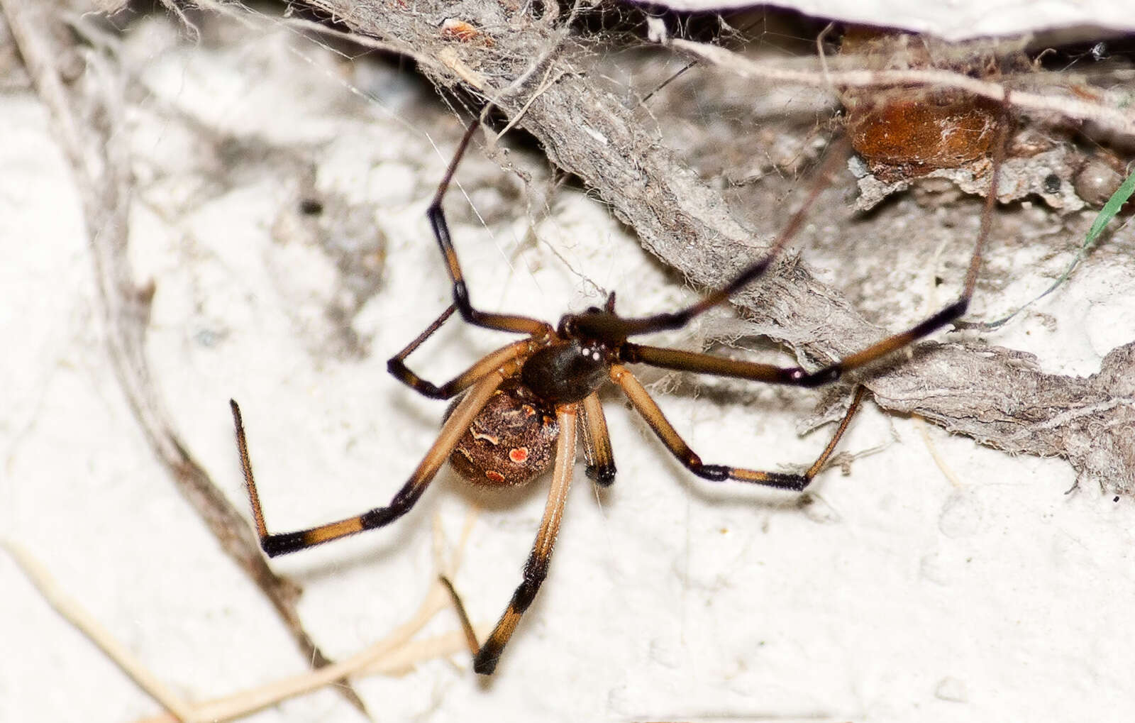 Image of brown button spider