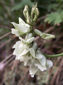 Plancia ëd Oxytropis ochroleuca Bunge