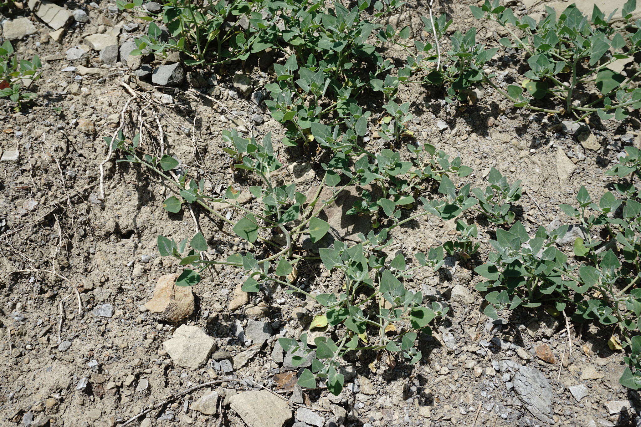 Image of Chenopodium sosnowskyi Kapeller