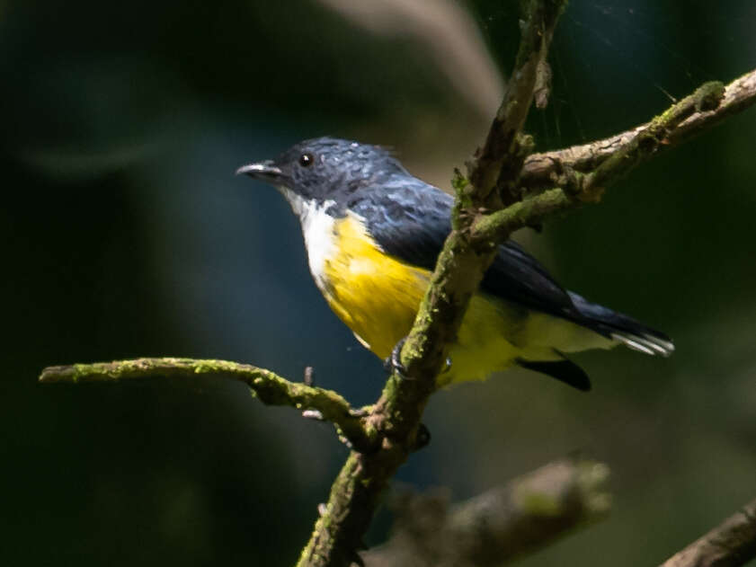 Image of Legge's Flowerpecker