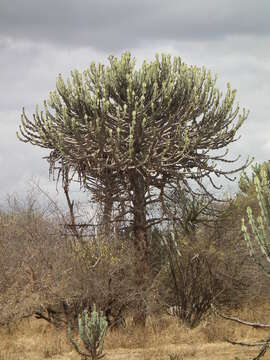 Imagem de Euphorbia ingens E. Mey. ex Boiss.