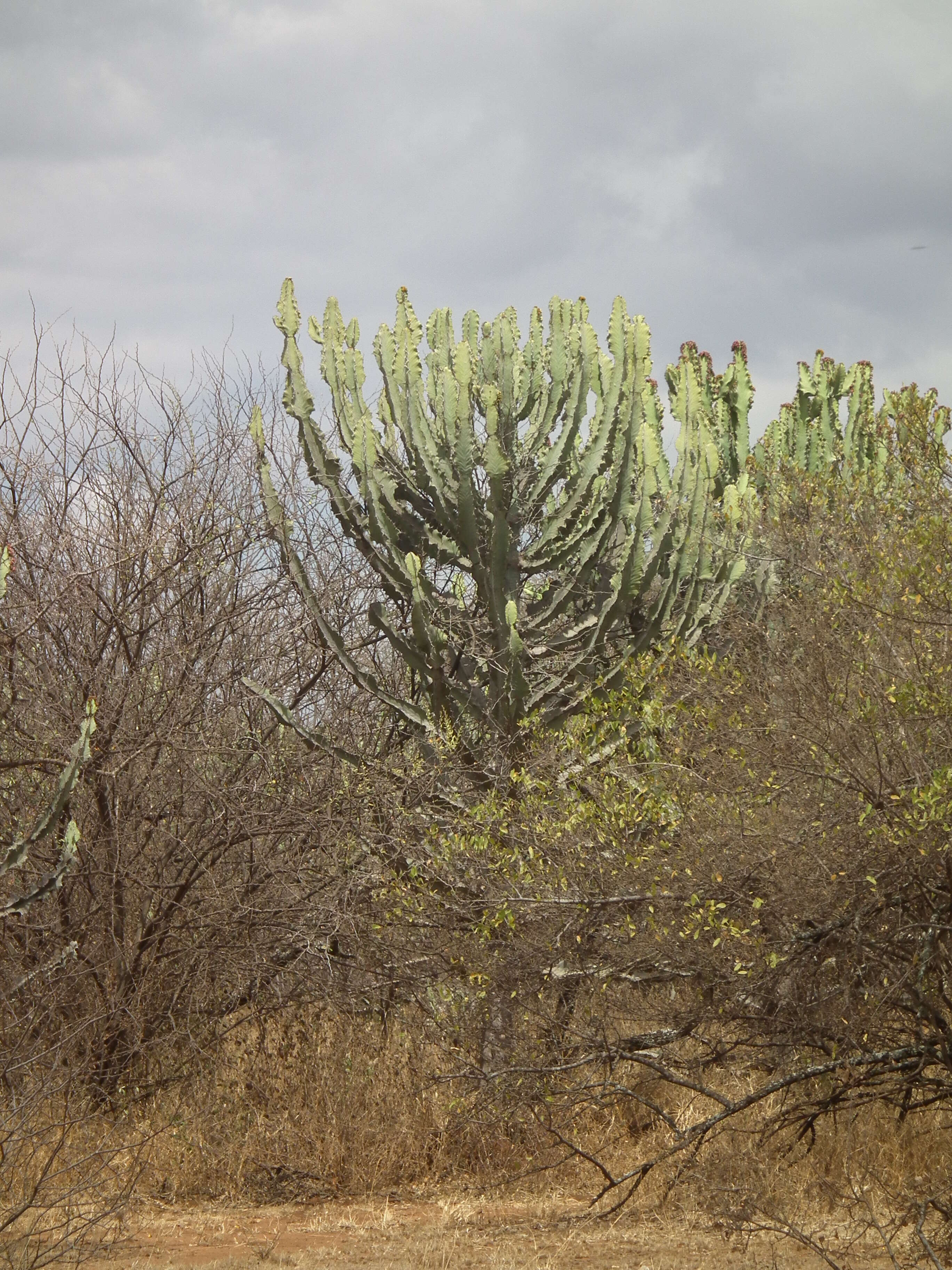 Imagem de Euphorbia ingens E. Mey. ex Boiss.