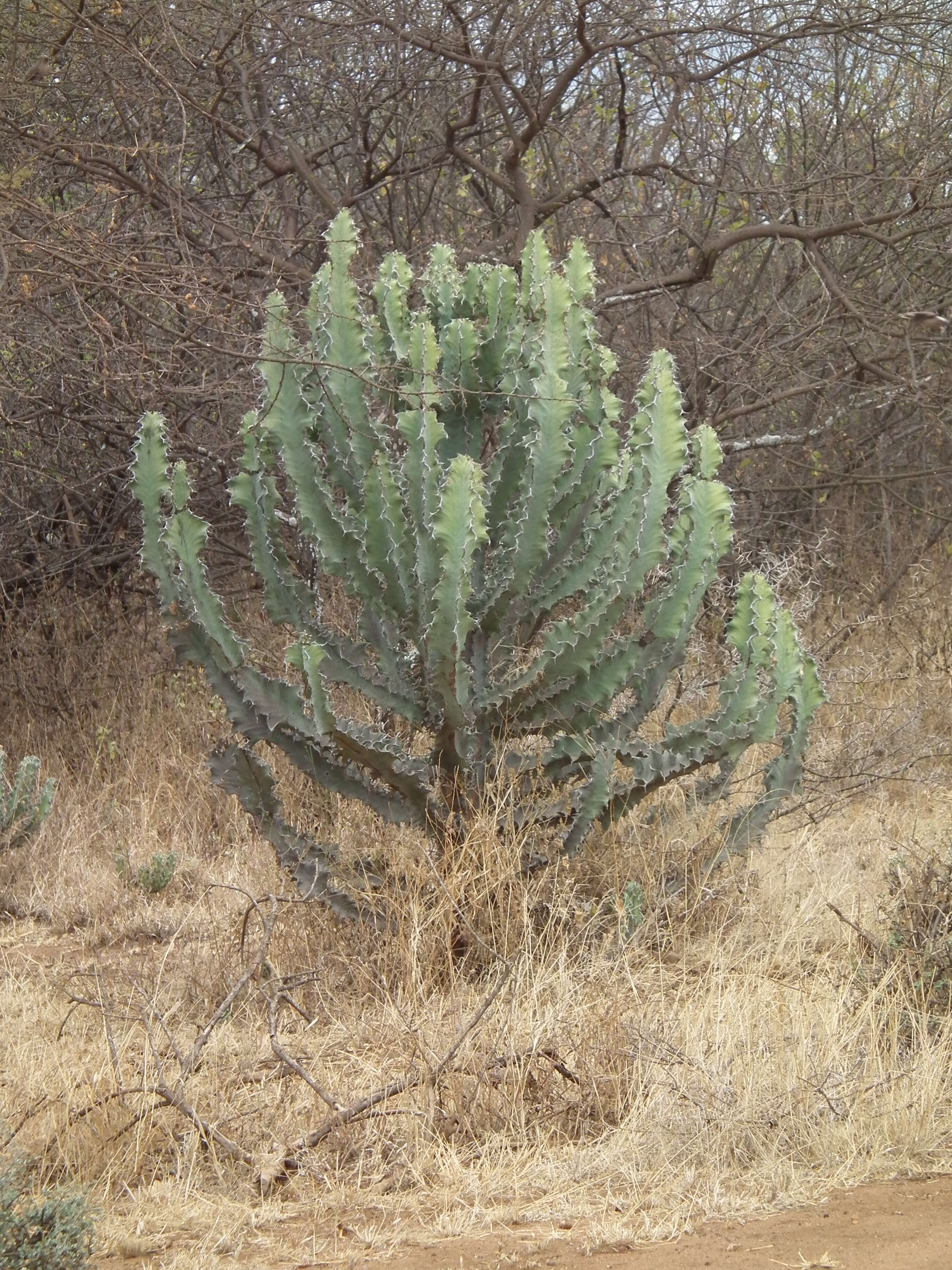 Imagem de Euphorbia ingens E. Mey. ex Boiss.