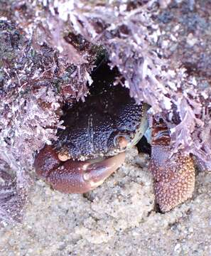 Image of rough redeye crab