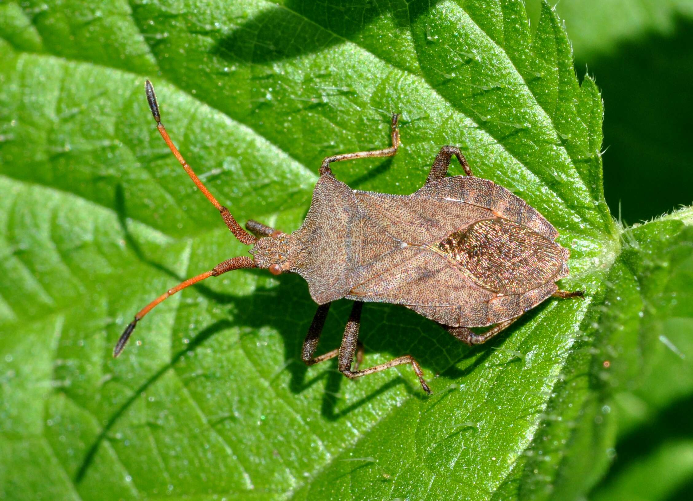 Image of Coreus