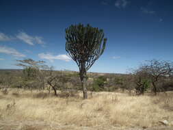 Imagem de Euphorbia ingens E. Mey. ex Boiss.