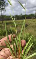 Panicum ensifolium Baldwin ex Elliott resmi