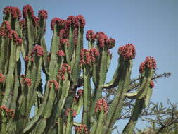 Imagem de Euphorbia ingens E. Mey. ex Boiss.