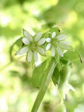 Image of Stellaria media subsp. media