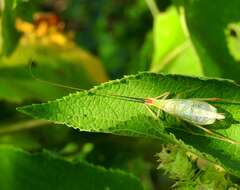 Image of Different-horned Tree Cricket