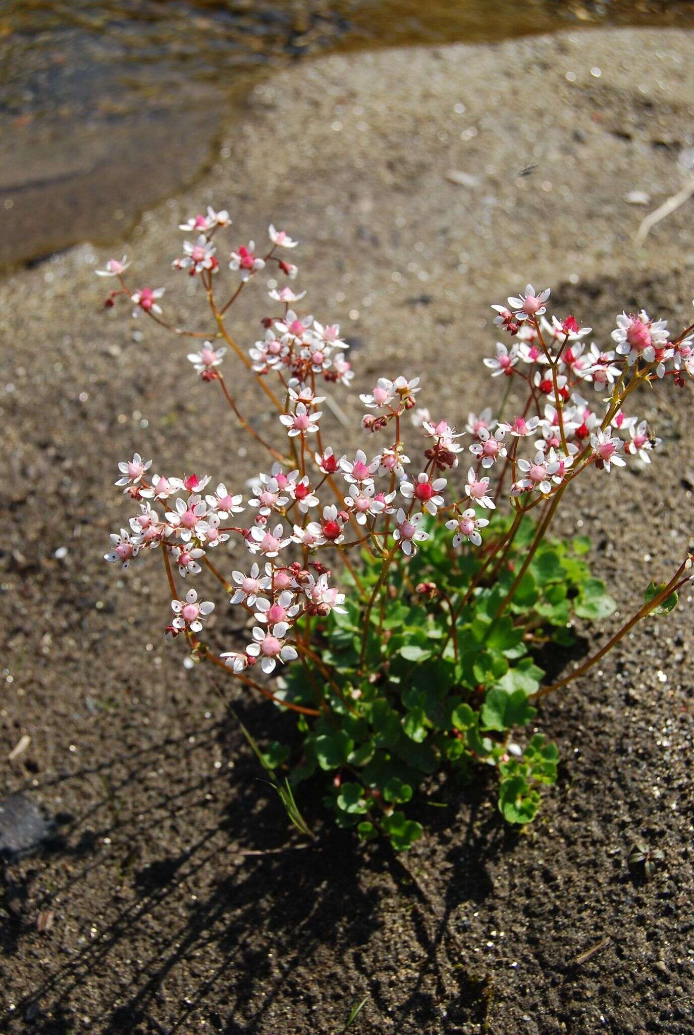 Imagem de Micranthes nudicaulis (D. Don) Gornall & H. Ohba