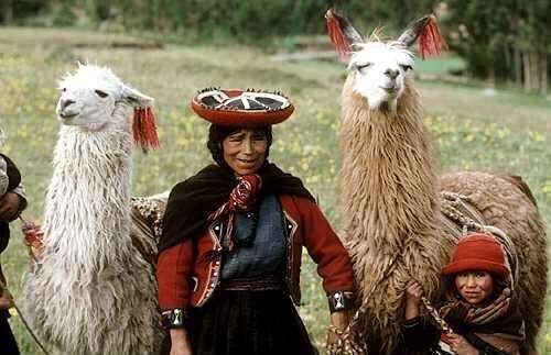 Image of llama