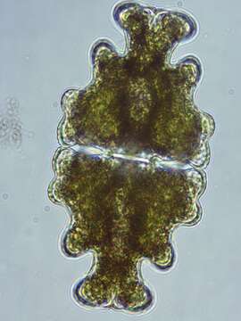 Image of Euastrum humerosum