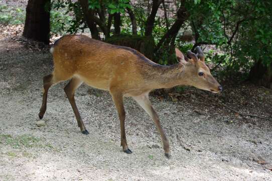 Imagem de Cervus nippon Temminck 1838