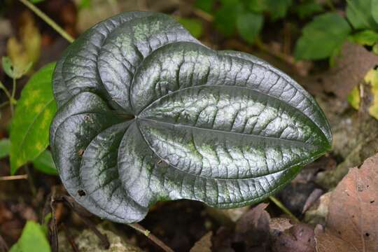 Image of Dioscorea cyanisticta J. D. Sm.