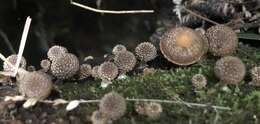 Image of Psathyrella echinata (Cleland) Grgur. 1997