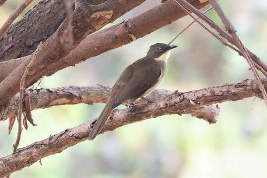 Atimastillas flavicollis flavigula (Cabanis 1880) resmi