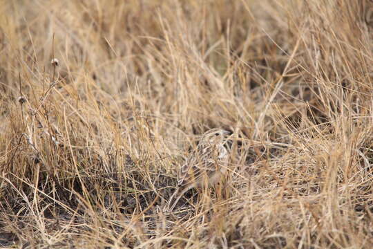 Image of Chestnut-collared Longspur