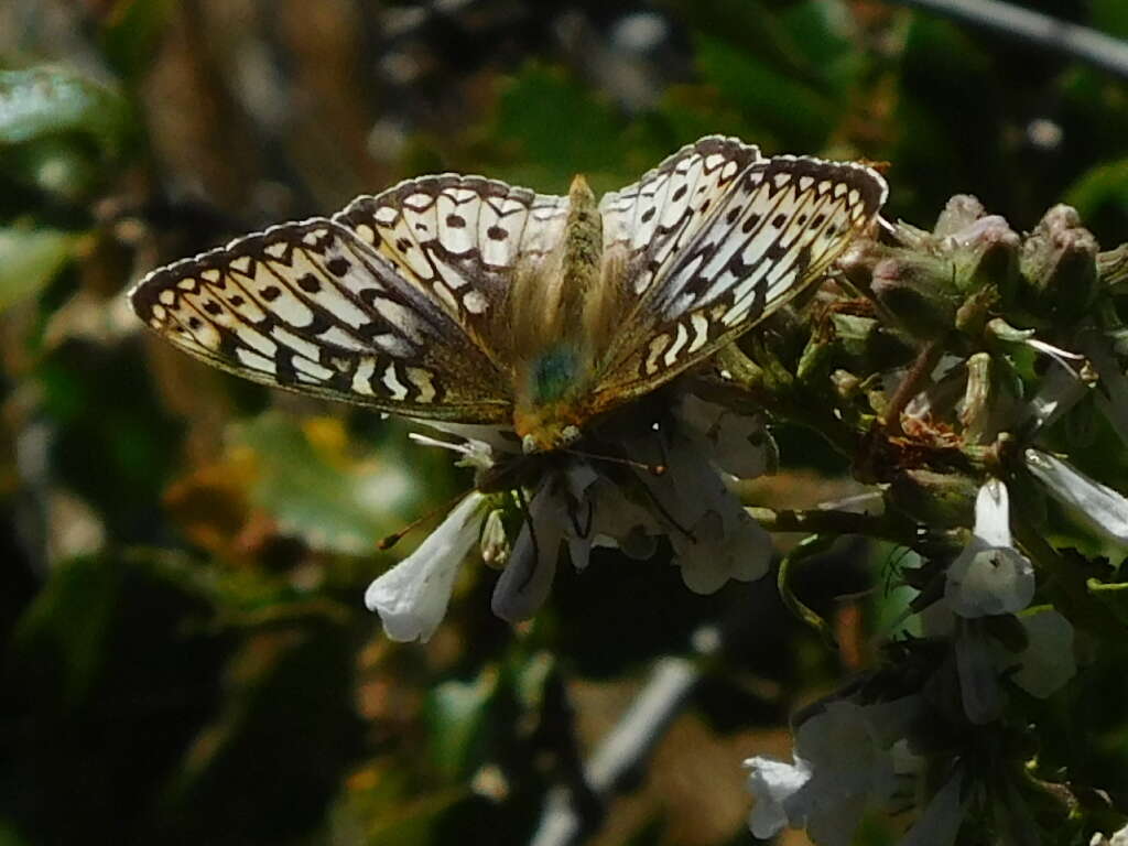 Image of Speyeria callippe comstocki Gunder 1925