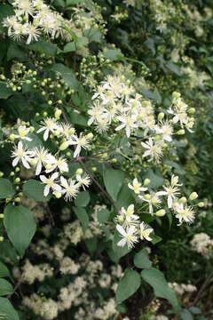 Image of Clematis javana DC.