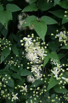 Image of Clematis javana DC.