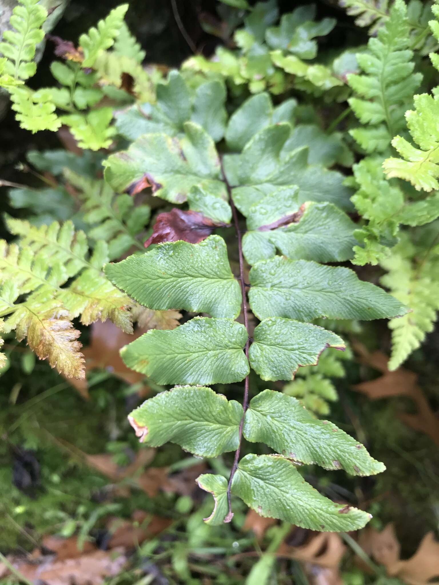 Image of Oeosporangium