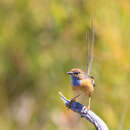 Image of Southern Emu-wren