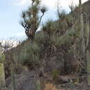 Image of Mexican Pony Tail Palm