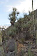 Image of Mexican Pony Tail Palm