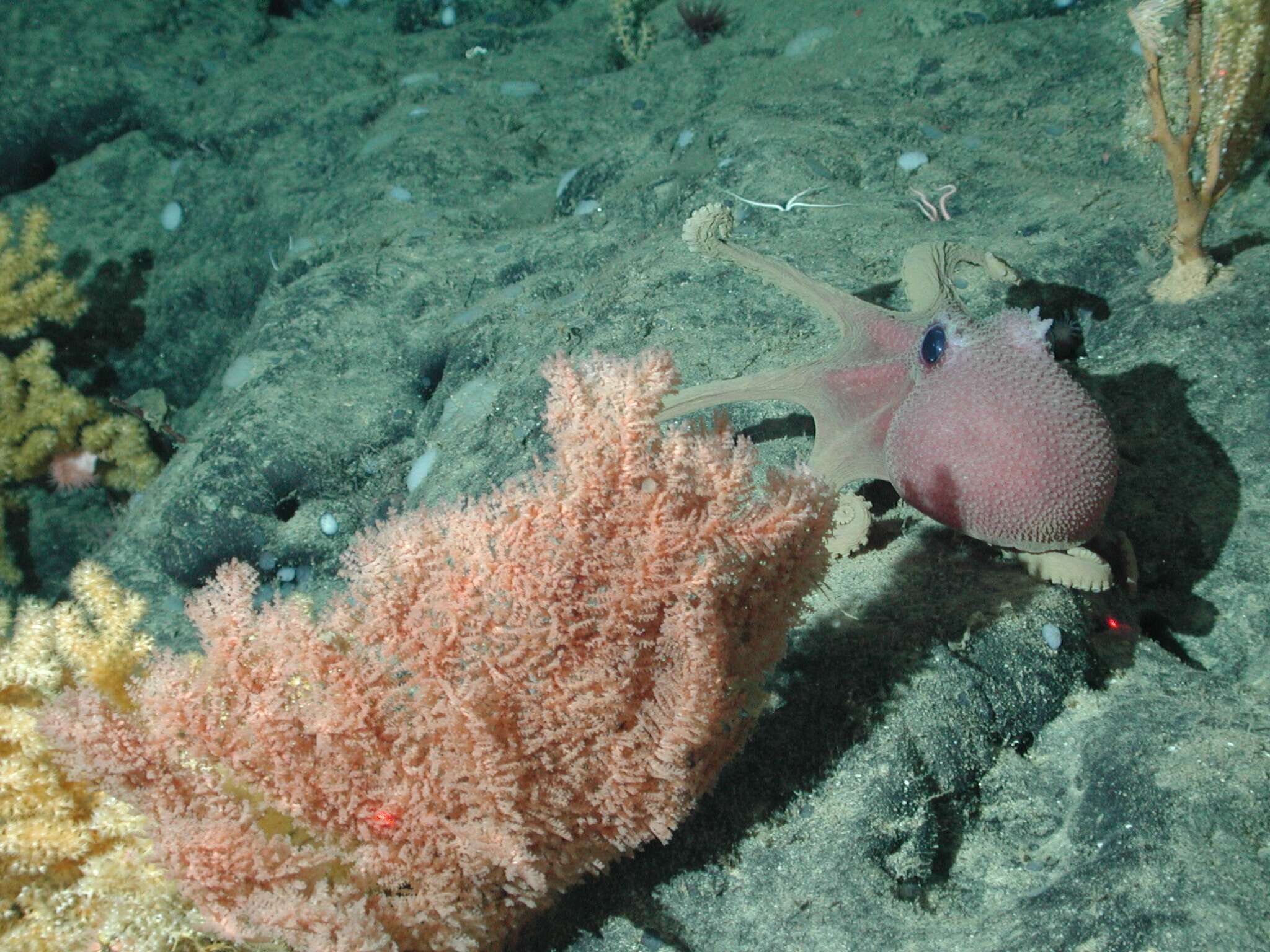 Image de Graneledone boreopacifica Nesis 1982