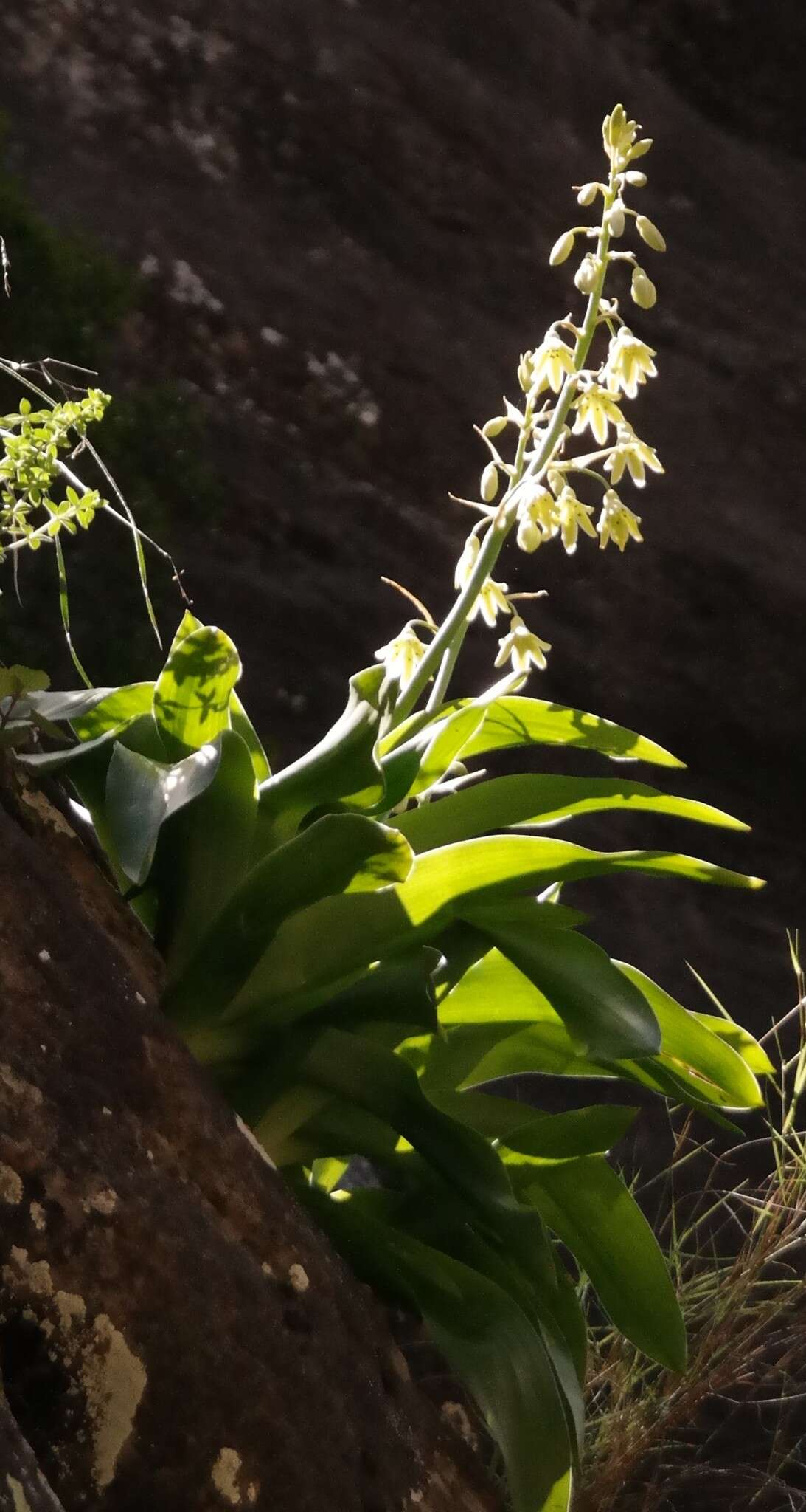 Image of Ornithogalum regale (Hilliard & B. L. Burtt) J. C. Manning & Goldblatt