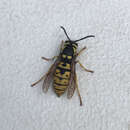 Image of Prairie Yellowjacket