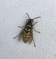 Image of Prairie Yellowjacket