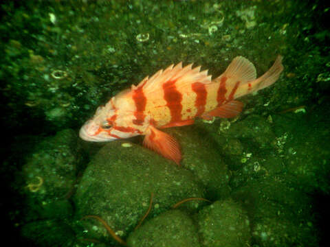 Image of Tiger rockfish