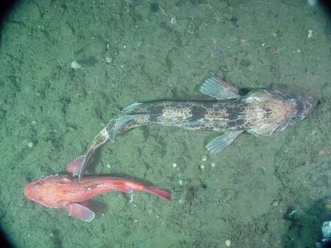 Image of deep-sea bristly scorpionfishes