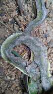 Image of Yellow-green Cat Snake
