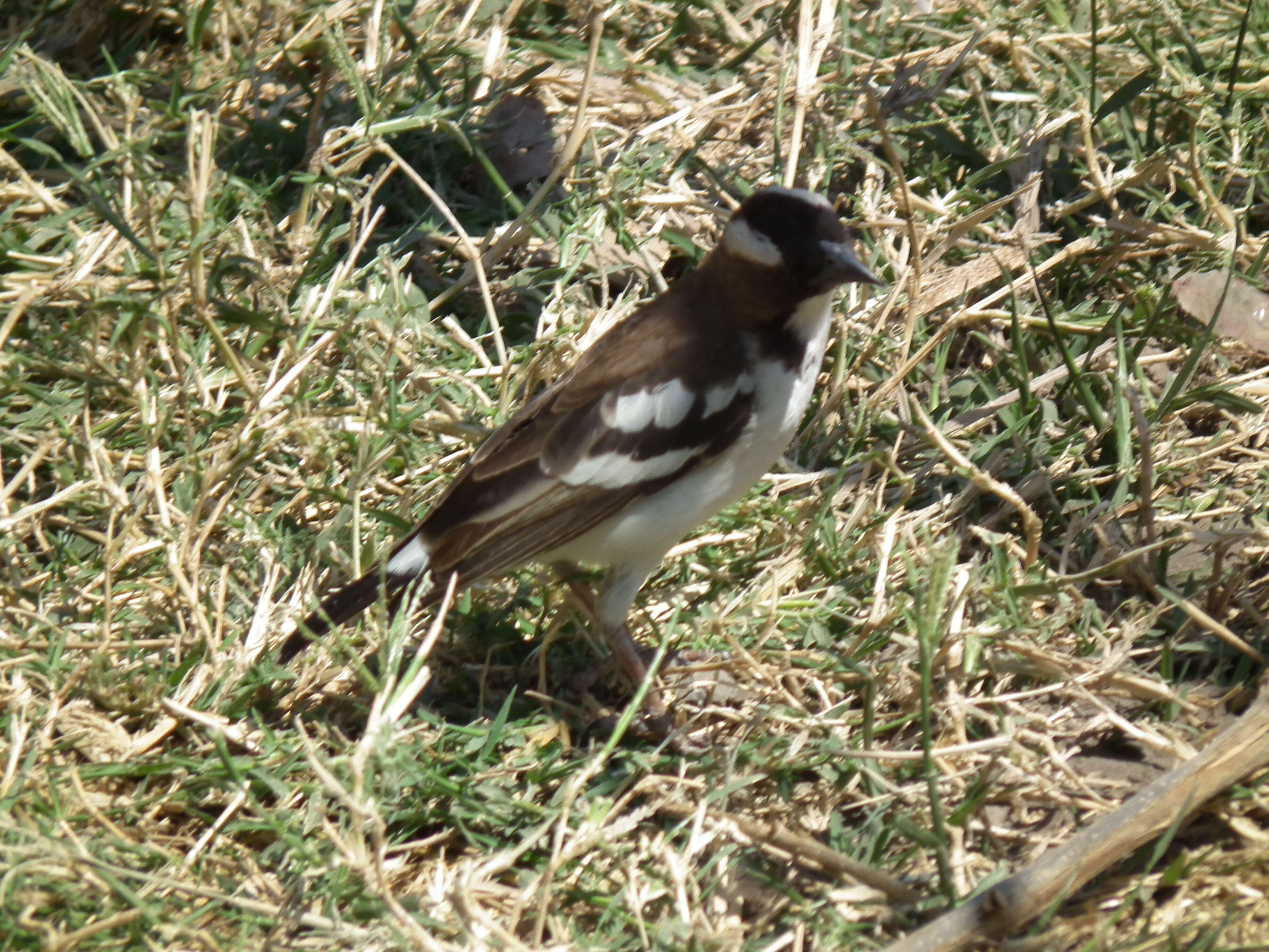 Image of sparrow-weaver