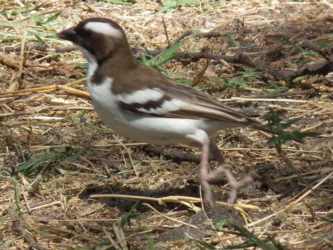 Image of sparrow-weaver