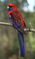 Image of Crimson Rosella