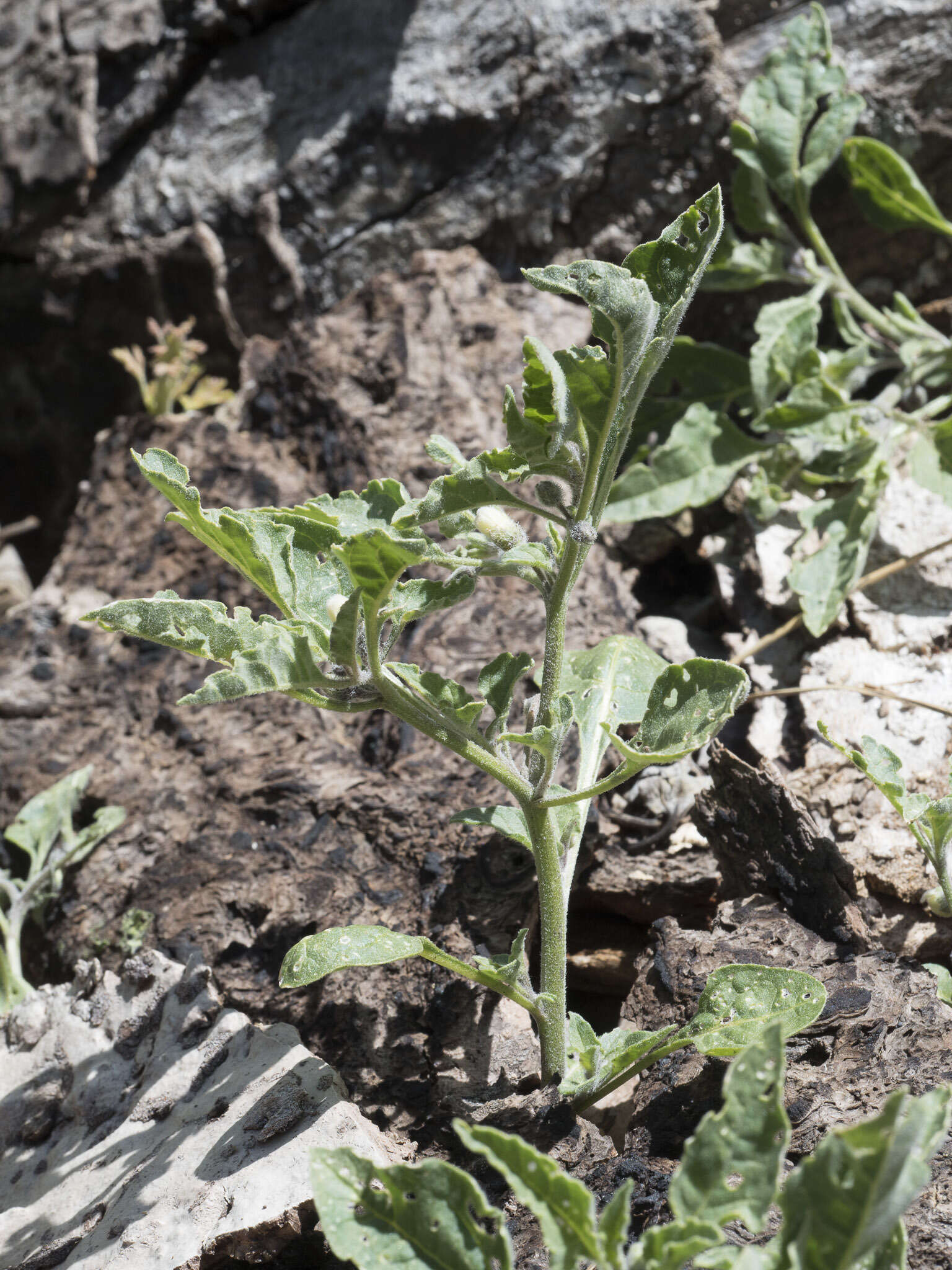 Image de Leucophysalis nana (A. Gray) Averett