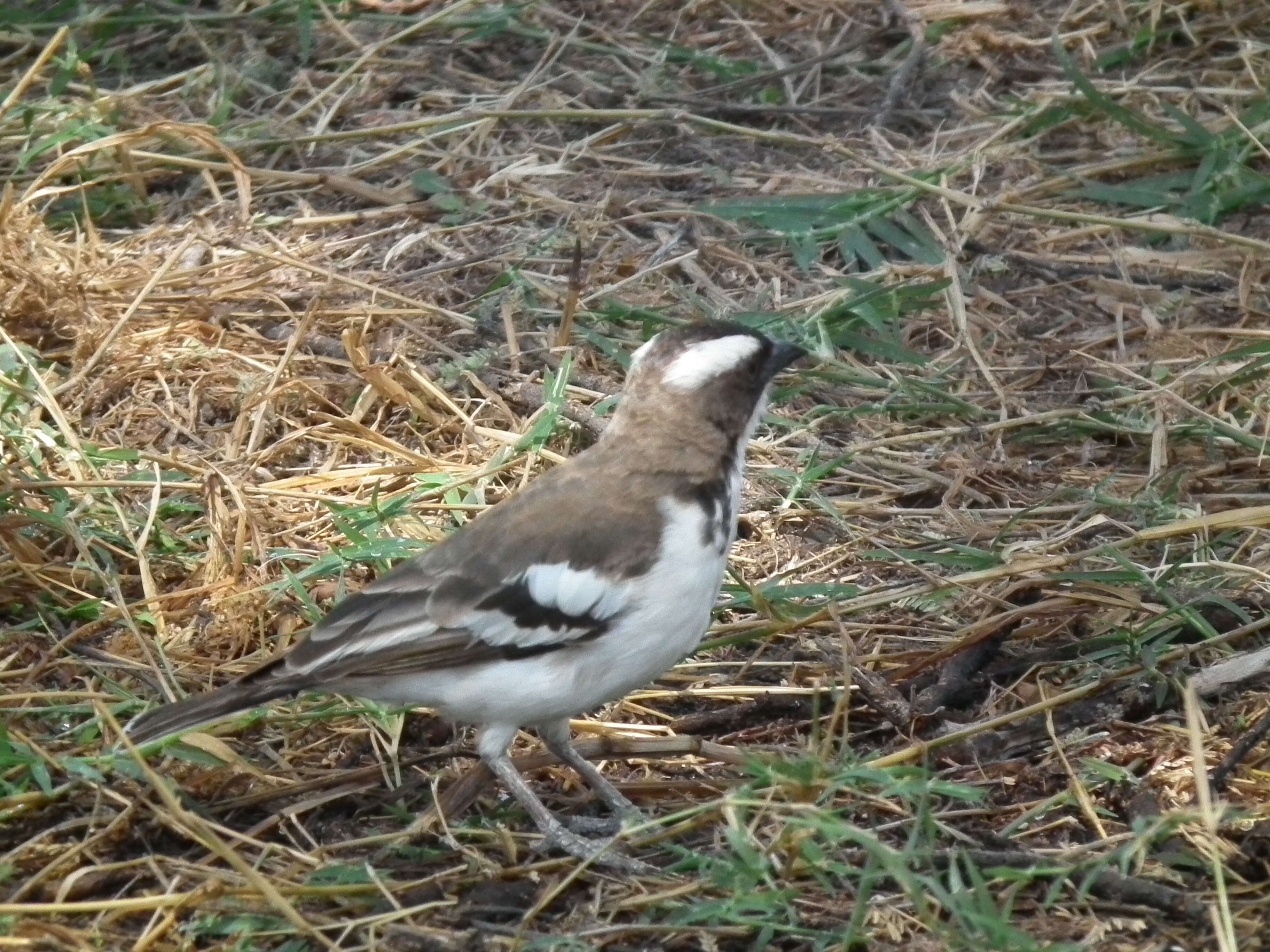 Image of sparrow-weaver