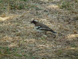 Image of sparrow-weaver