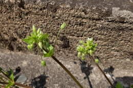 Image de <i>Stellaria ruderalis</i>