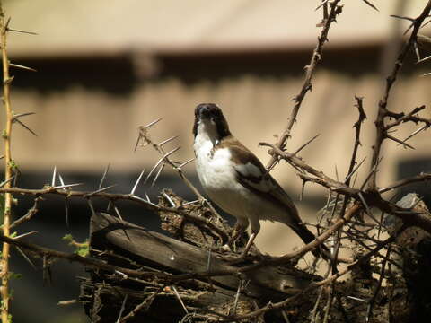 Image of sparrow-weaver