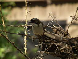 Image of sparrow-weaver