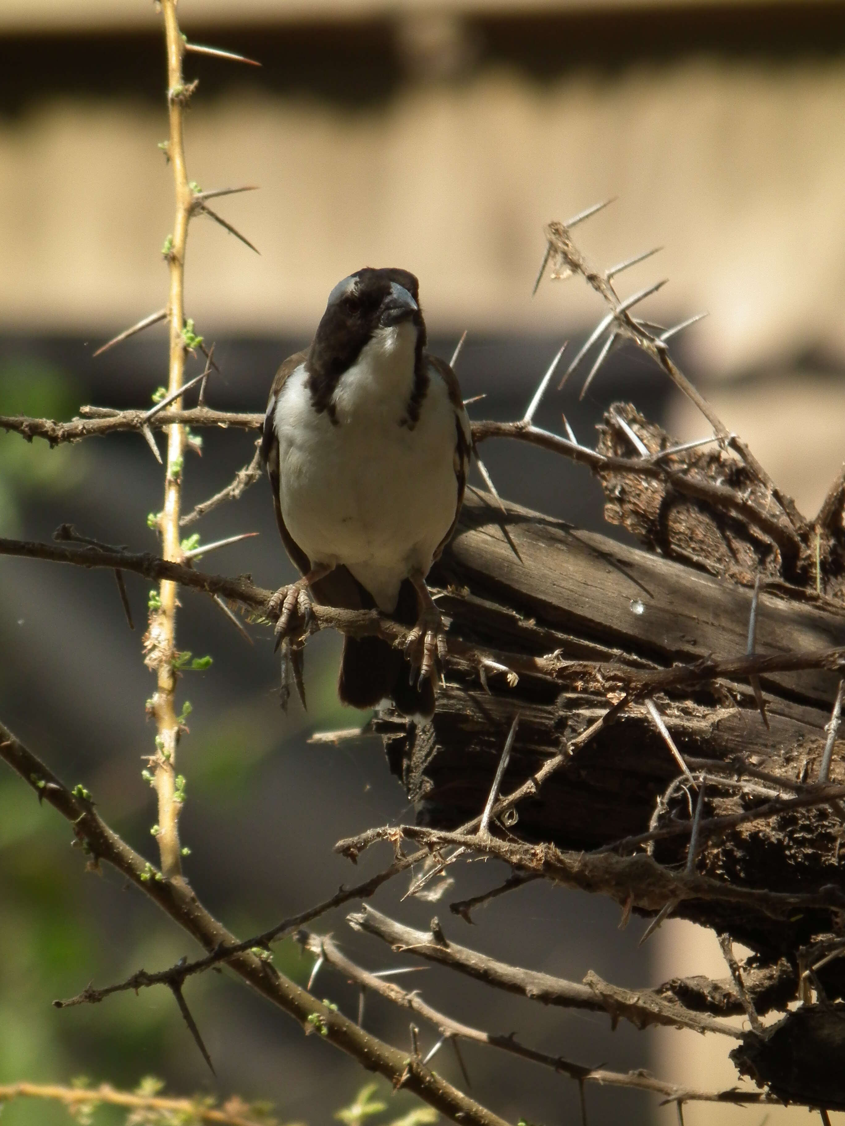 Image of sparrow-weaver