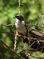 Image of sparrow-weaver