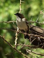 Image of sparrow-weaver